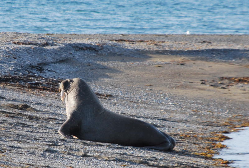 A walrus making its way up the land from the water (picture by  Gunther Herrmann)